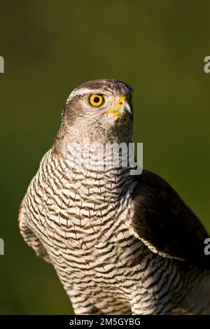 Havik close-up; Northern Goshawk Nahaufnahme Stockfoto