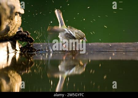 Vrouwtje Vink bij drinkplaats; Weiblicher gemeinsame Buchfink am Trinken Website Stockfoto