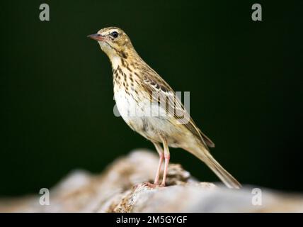 Boompieper; Baum Pieper; Anthus trivialis Stockfoto