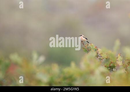 Im ersten Winter männlich Sibirisches Schwarzkehlchen (Saxicola maurus) in den Dünen am östlichen Ende des niederländischen Wattenmeer Insel Vlieland. Stockfoto