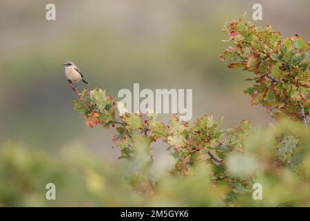 Im ersten Winter männlich Sibirisches Schwarzkehlchen (Saxicola maurus) in den Dünen am östlichen Ende des niederländischen Wattenmeer Insel Vlieland. Stockfoto