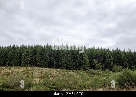 Koniferenplantage in Mittelwales. Reife Bäume und neues Wachstum im Vordergrund Stockfoto