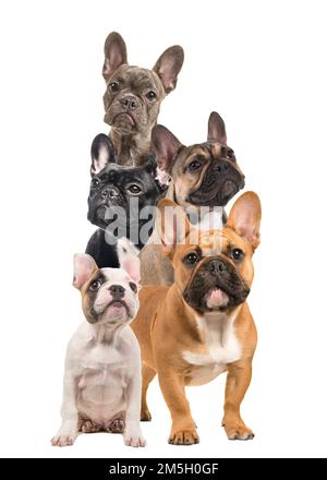 Komposition mit verschiedenen französischen Bulldoggen, voller Länge und Porträts auf weißem Hintergrund Stockfoto