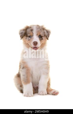 Süßer australischer Schäferhund, der isoliert auf weißem Hintergrund auf die Kamera schaut Stockfoto