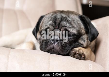 Ein süßer Pug schläft auf einer beigen Couch. Pflege für Puppen, Haare, Liebe und Pflege für das Haustier Stockfoto