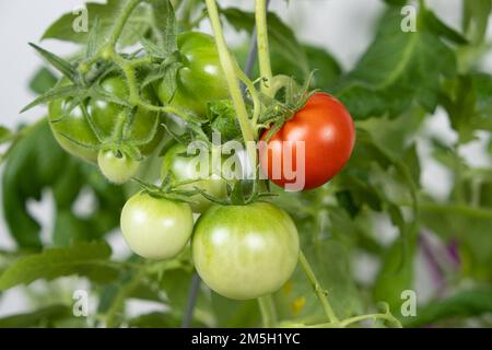 Tomaten aus Samen wachsen lassen, Schritt für Schritt. Schritt 13 – reife Tomaten Stockfoto