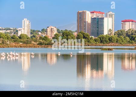 Flamingos in der Stadt. Wildtiere im städtischen Umfeld. Calp, Spanien Stockfoto