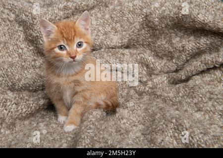 Süßes rotes Kätzchen, das zur Kamera aufblickt und auf einer Decke sitzt Stockfoto
