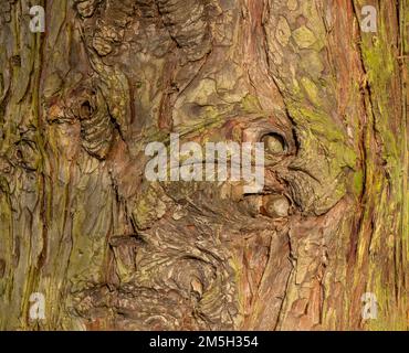 Muster und Texturen in der Rinde einer Baumnaht Stockfoto