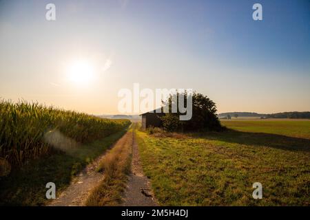 Unbefestigte Straße neben einer alten Scheune und einem Maisfeld. Hochwertiges Foto Stockfoto