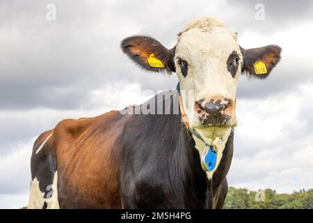 Süße Kuh lustig, rote Augen, keine Hörner Rinderrasse: Blaarkop, fleckvieh, simmental Stockfoto