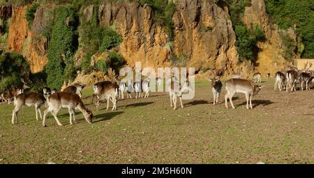 Herde des europäischen Damhirsches Dama dama Cabarceno Naturpark Penagos Cantabria Spanien Stockfoto