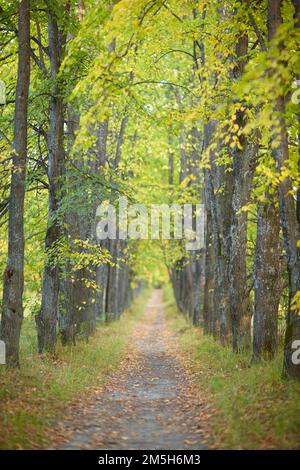 Herbstlindenbaumgasse. Pfad unter gelben Bäumen mit herbstlichen Blättern. Sonniger Herbsttag. Die Sonnenstrahlen scheinen durch die Stämme und die Krone Stockfoto