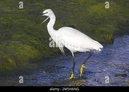 Der kleine Egret aus nächster Nähe im Seitenprofil geht im seichten Bach von einer mit Seetang bedeckten Bank mit gelben Füßen, schwarzem Schein und weißem Gefieder und Plüsch Stockfoto