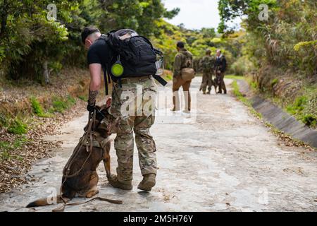 USA Air Force Airmen vom 18. Sicherheitsgeschwader treffen sich mit einem US-Militär Marine Corps Marine von der 5. Air Naval Gunfire Liaison Company, um mögliche Pfade zu besprechen, die die militärischen Arbeiterhunde im Marine Corps Jungle Warfare Training Center, Camp Gonsalvez, Japan, am 18. März 2022 aufgeschnappt hatten. Während der gemeinsamen Übung arbeiteten 18. militärische Hundeleiter der SFS zusammen mit der 5. ANGLICO Marine Unit, um 18. Kampfpiloten zu verfolgen und zu fangen, die während einer Trainingsübung im dichten Dschungel versteckt waren. Stockfoto