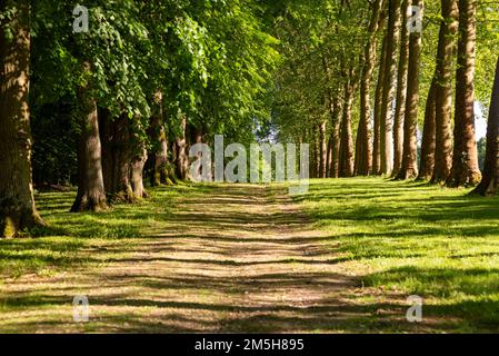 Maincy, Frankreich - 21. Mai 2022: Eine von Sykamore gesäumte Gasse in einem klassischen französischen Garten (Vaux-le-Vicomte). Ein Foto im Querformat, das in einem aufgenommen wurde Stockfoto