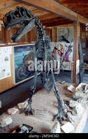 Dinosaur Diamond Prehistorical Highway - Cleveland-Lloyd Allosaur Mount. Das kleine, aber informationsreiche Besucherzentrum am von BLM verwalteten Cleveland-Lloyd Dinosaur Quarry wird von einem jungen Beispiel der 44 Allosaurs dominiert, die ihre Knochen in diesem Depot hinterlassen haben. In diesem Besucherzentrum stehen viele echte Knochen für Besucher zur Verfügung. Standort: Cleveland-Lloyd Dinosaur Quarry, Utah (40,440° N 109,301° W) Stockfoto