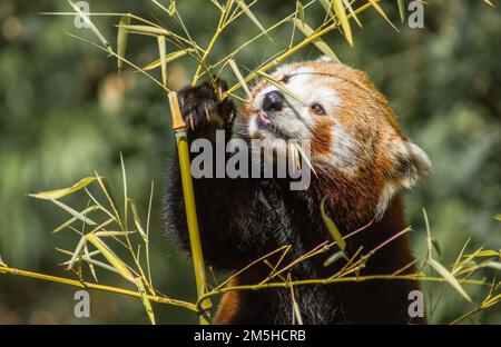 Eine Nahaufnahme eines wunderschönen roten Pandas, der aus einem Bambusstiel isst Stockfoto