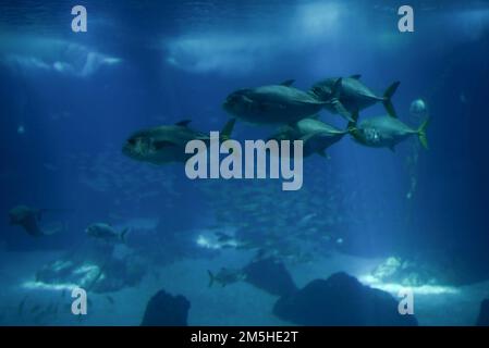 Fischschwärme, die in einem Aquarium schwimmen Stockfoto