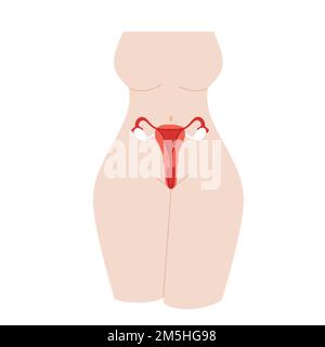 Weibliche Fortpflanzungsorgane. Organlokationsschema Uterus, Zervix, Ovar, Eileiter. Abbildung eines flachen Vektors Stock Vektor