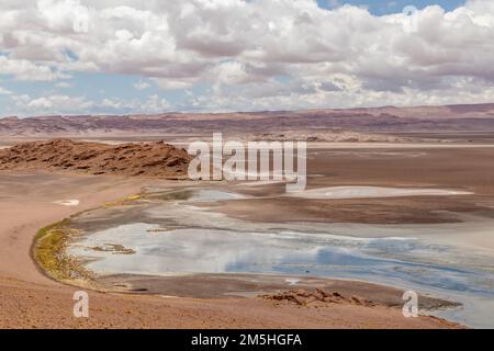 Feuchtgebiet des Flusses Quepiaco in der Mitte der Atacama-Wüste an der Grenze Chiles zu Bolivien Stockfoto