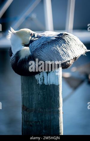 Brauner Pelikan, der auf einem Dock schläft Stockfoto