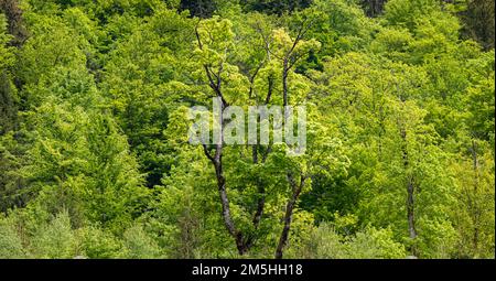 Draufsicht Green Forest Landschaft. Grüner Wald abstrakter Hintergrund für Design. Natürlicher grüner Hintergrund für Design. Stockfoto