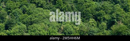 Grünes gemischtes Waldmuster. Panoramablick von oben auf grüne Waldlandschaft in der Ukraine. Natürlicher grüner Hintergrund. Draufsicht über den Wald. Die Konsistenz des Waldes Stockfoto