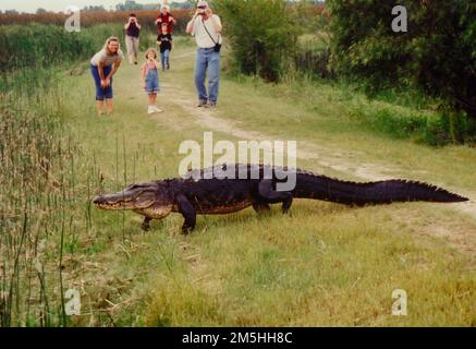 Creole Nature Trail - Alligator Auf Der Anderen Seite Des Pfads. Eine Familie kommt einem Alligator, der den Weg kreuzt, nahe, aber nicht zu nah, bevor er in der Nähe des Creole Nature Trail liegt. Lage: Nahe Creole Nature Trail, Louisiana (29,734° N 92,861° W) Stockfoto