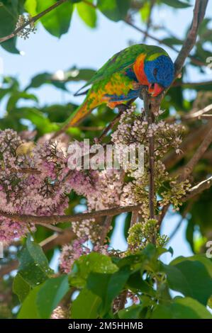 Rainbow Lorikeet Trichoglossus moluccanus bei Evodia Blossoms Stockfoto