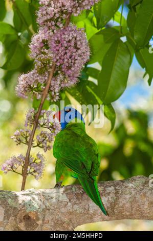 Rainbow Lorikeet Trichoglossus moluccanus bei Evodia Blossoms Stockfoto