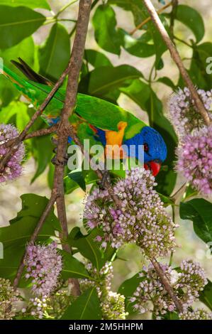 Rainbow Lorikeet Trichoglossus moluccanus bei Evodia Blossoms Stockfoto