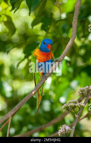 Rainbow Lorikeet Trichoglossus moluccanus bei Evodia Blossoms Stockfoto