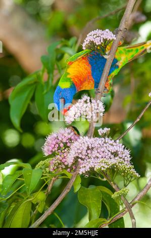 Rainbow Lorikeet Trichoglossus moluccanus bei Evodia Blossoms Stockfoto