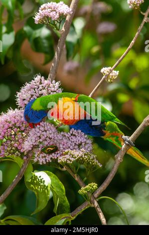 Rainbow Lorikeet Trichoglossus moluccanus bei Evodia Blossoms Stockfoto