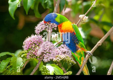 Rainbow Lorikeet Trichoglossus moluccanus bei Evodia Blossoms Stockfoto