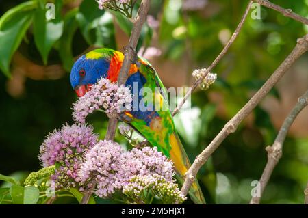 Rainbow Lorikeet Trichoglossus moluccanus bei Evodia Blossoms Stockfoto