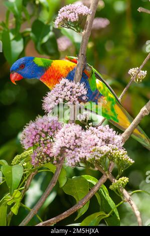 Rainbow Lorikeet Trichoglossus moluccanus bei Evodia Blossoms Stockfoto