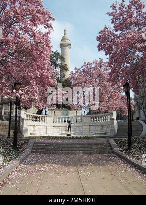 Baltimores historische Charles Street - Cherry Blossoms am Washington Monument am Mount Vernon Place. Kirschblütenbäume blühen am Mount Vernon Place, um das Washington Monument im Frühling hervorzuheben und Besucher einzuladen, die Museen und kulturellen Attraktionen auf dem Mount Vernon Cultural Walk zu erkunden. Lage: Mount Vernon Place, Maryland Stockfoto