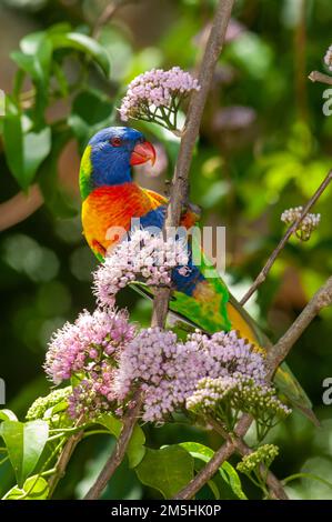 Rainbow Lorikeet Trichoglossus moluccanus bei Evodia Blossoms Stockfoto