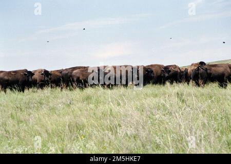 Indianer-American Scenic Byway - Standing Rock Buffalo Pasture. Diese Büffelherde ist ein großer Teil des Ureinwohner-Kulturerbes und erstreckt sich in einer nahezu ununterbrochenen Linie zwischen Gras und Himmel. Buffalo hat eine große historische Bedeutung für die Menschen in Lakota/Dakota. Vor dem Einmarsch der europäischen Siedler versorgten Bisons die Menschen mit Nahrung, Kleidung und Unterkünften. Nach vielen Jahren der Abwesenheit befinden sich die Bisons wieder auf Standing Rock. Standort: North Dakota (46,233° N 100,624° W) Stockfoto