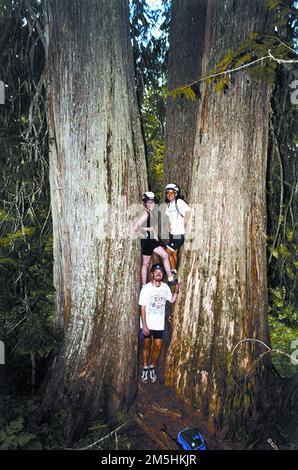 International Selkirk Loop - 2.000 Jahre alte Giant Cedars auf der International Selkirk Loop. 2.000 Jahre alte Zedernbäume zaubern drei begeisterte Mountainbiker. Neben den prächtigen alten Zedernbäumen bietet das Selkirk Mountains auch Möglichkeiten zum Wandern und Mountainbiken, um glitzernde Wasserfälle, hohe Bergseen und eine reiche Tierwelt zu sehen. Im Spätsommer gibt es zahlreiche berühmte Hucklebeeren, und Pilzjäger finden 450 Sorten in den Selkirks. (48,971° N 117,311° W) Stockfoto