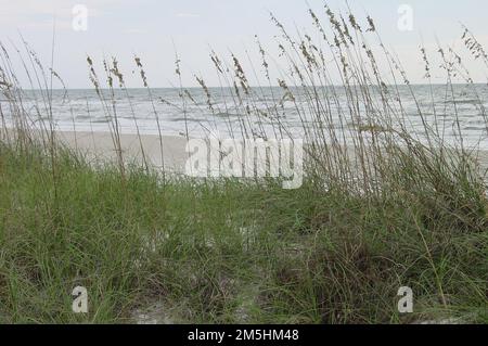 Big Bend Scenic Byway - St. George Island. Eine Wache aus Haferflocken säumen das Ufer des Golfs von Mexiko. Lage: St. George Island, Florida Stockfoto