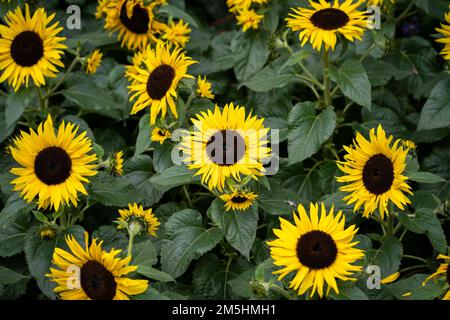 Eine Nahaufnahme der Sonnenblumen auf einem Feld mit grünen Blättern während des Tages Stockfoto