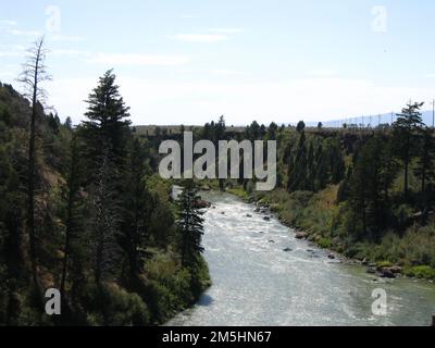 Pioneer Historic Byway - River Pines. Die Kiefern am Rand dieses Flusses stehen majestätisch, während das Wasser durch das Land in der Nähe von Sheep Rock fließt. Lage: Hells Canyon Reservoir, Idaho (45,264° N 116,691° W) Stockfoto