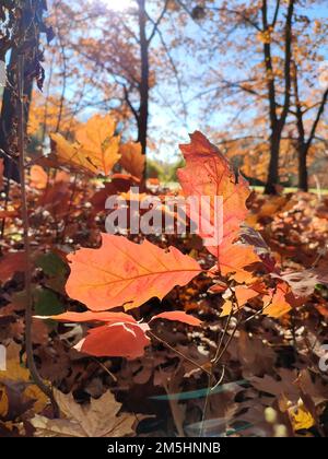 Rote Eichenblätter auf dem Hintergrund junger Eichensprossen mit braunen Blättern, Bäumen und blauem Himmel, hell beleuchtet von der Sonne und an sonnigen Herbsttagen im Wald. Hintergrund. Natürlicher Hintergrund Stockfoto