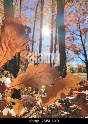 Wunderschöne braune Eichenblätter im Wald an sonnigen Herbsttagen. Hell leuchtende Sonne und blauer Himmel. Große Herbstblätter aus Baumnähe und Sonnenstrahlen. Herbstsaison. Natürlicher Hintergrund Stockfoto