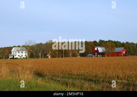 Harriet Tubman Underground Railroad Byway - Church Creek Farmland. In Church Creek befindet sich eine rote Scheune weit von der Straße entfernt, über ein Feld mit gelben Sojapflanzen, die zur Ernte bereit sind. Church Creek, Maryland Stockfoto