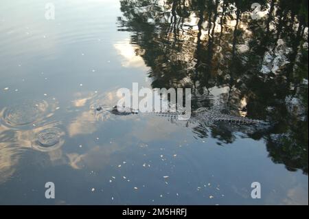 Alabamas Küstenverbindung - Alligator am Alligator Lake. Am Alligator Lake im Audubon Bird Sanctuary auf Dauphin Island schwebt ein Alligator durch Reflexionen im Wasser. Ort: Dauphin Island, Alabama (30,248° N 88,087° W) Stockfoto