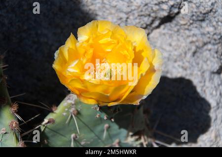 Eine gelbe Blume auf einem Pfannkuchen-Kaktus mit stacheliger Birne blüht im Frühling im joshua Tree-Nationalpark in kalifornien. Stockfoto